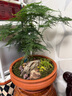 花行榜文竹盆栽花卉盆景植物水培好養(yǎng)綠植四季大文竹（原土球）源頭直發(fā) 曬單實(shí)拍圖