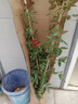 四季開(kāi)花薔薇花苗多花月季花苗特大花大苗濃香型爬藤攀援植物歐月 紅龍1-1.3米左右【精選大苗】 曬單實(shí)拍圖