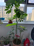 植物爬藤架西紅柿黃瓜蝴蝶蘭固定桿園藝花架花支撐架防倒伏支撐桿 【蝴蝶蘭專(zhuān)用】高90cm【5根】 曬單實(shí)拍圖