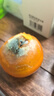 澳洲丑橙1kg 曬單實(shí)拍圖