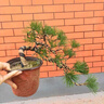 春花妙意黑松盆 矮霸盆景造型樹(shù)樁植物室內(nèi)桌面綠植小精品盆栽羅漢松盆景 黑松小盆景 不含盆 曬單實(shí)拍圖