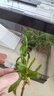 最萌爬寵飼養(yǎng)箱亞克力蛇角蛙蜘蛛蜥蜴守宮飼養(yǎng)盒甲蟲爬蟲飼養(yǎng)箱烏龜缸 大號帶蓋39.5*20.5*23帶躲避屋 曬單實拍圖