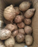 山東有機牛奶小芋頭5斤 有機認證無農(nóng)殘 軟糯香芋寶寶輔食順豐 5斤有機牛奶小芋頭 曬單實拍圖