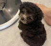 泰迪幼犬純種灰泰迪貴賓犬茶杯犬長(zhǎng)不大小體狗小型犬活體狗寵物狗 寵物級(jí) 灰泰迪 公 曬單實(shí)拍圖