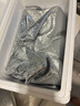 漁哥戲魚海螺青島鮮活大號海螺中號海螺小海螺特大海螺肉【鮮活發(fā)貨】 大海螺 1500g 18-24只 曬單實拍圖