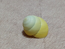藍海精靈天然海螺貝殼 精品黃玉蝸牛螺 寄居蟹替換殼魚(yú)缸造景裝飾品 精品黃玉蝸牛螺長(cháng)3-4厘米 曬單實(shí)拍圖