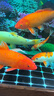 統(tǒng)一（President）魚糧錦鯉飼料魚食增體金魚觀賞魚飼料錦鯉魚食不渾水增色增體魚糧 1kg主食S小顆?！具m合長10cm以上魚吃】 曬單實(shí)拍圖