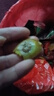 裕瓊紅心獼猴桃紅陽四川蒲江國產(chǎn)奇異果新鮮即食彌獼桃水果現(xiàn)摘泥猴桃 【中果】24枚裝(單果70-90g) 現(xiàn)摘現(xiàn)發(fā) 精選品質(zhì)果 曬單實(shí)拍圖