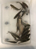 盧道盧氏太白鯽魚(yú)竿超輕超細超硬魚(yú)竿手竿臺釣竿碳素極細2819調溪流微 太白鯽19調4.5米+備用竿稍 曬單實(shí)拍圖
