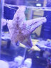 興國海（Singoseafarm）翻沙海星 活體海水魚(yú)觀(guān)賞紅海星藍魚(yú)缸興國海洋農場(chǎng)快遞包活 正海星6~8cm 曬單實(shí)拍圖