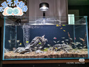 創(chuàng)星魚缸過濾器過濾桶循環(huán)水泵系統(tǒng)全套龜缸三合一周轉(zhuǎn)過濾箱靜音殺菌 熱銷【大流量選擇】80-150CM缸（無殺菌） 【單桶】基礎(chǔ)配置（不含濾材） 曬單實(shí)拍圖
