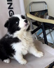 寵夢幻純種邊境牧羊犬七白三通賽級邊牧幼犬活體高智商雙血統(tǒng)寵物狗幼崽 寵物級 曬單實拍圖
