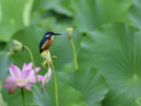 尼康（Nikon）AF-S 尼克爾 200-500mm f/5.6E ED VR 遠(yuǎn)攝變焦鏡頭 AF-S 200-500mm f5.6E VR 官方標(biāo)配 曬單實(shí)拍圖
