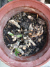 玫瑰花苗老樁特大花花卉綠植物盆栽月季薔薇室內(nèi)外陽臺四季 玫瑰花老樁/顏色混搭3棵 曬單實(shí)拍圖