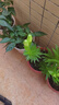 愛你一萬年百合花種球香水百合四季開花好養(yǎng)活花卉植物室內(nèi)外花苗盆栽花種子 混搭自選5個球包活 10-12cm 曬單實拍圖