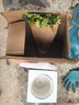 植物驅蚊蟲(chóng)清香胡椒木盆栽正宗花卉綠植四季好養凈化空氣吸甲醛 特大清香胡椒木 35CM 高 一盆+郁金香陶瓷 曬單實(shí)拍圖