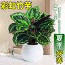 彩虹竹芋盆栽水培孔雀竹芋彩葉綠植物花卉室內夏季天除甲醛好養活 140#精品孔雀竹芋16-22片葉+加侖盆 曬單實(shí)拍圖