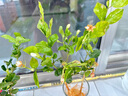 【凈化空氣】茉莉花盆栽濃香型土培室內水培驅蚊四季好養(yǎng)綠植花卉 推薦款：15天爆香【6顆茉莉】比香水還香 四季開花【驅蚊濃香A級茉莉花】 曬單實拍圖