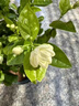 椰糠磚椰土磚椰磚營(yíng)養土脫鹽花土耶磚種菜通用型綠植物多肉花卉 【精品椰磚】1塊 曬單實(shí)拍圖