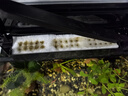 森森（SUNSUN）魚缸過濾棉水族箱過濾材料加厚高密度白棉 12cm寬*6米長*2cm厚 曬單實拍圖