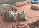 柯斯德尼（kidsneed）嬰兒睡袋兒童春夏前4后2竹棉紗布包腿寶寶一體睡衣防踢被 熊貓M碼 曬單實(shí)拍圖