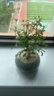 喜鵲說(shuō)姬月季姬乙女花卉盆栽帶花苞月季辦公室內桌面小盆景四季開(kāi)花綠植 姬月季-綠圓肚盆-竹底托 帶盆栽好 曬單實(shí)拍圖