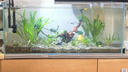 卡絡(luò)繹金晶五線超白魚缸家用客廳窄條魚缸中小型辦公桌面玻璃魚缸溪流缸 裸缸+電梯送貨上門+錄開箱視頻包損 長80厘米寬35厘米高35厘米厚8毫米 曬單實拍圖