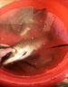 一味NEX魚(yú)竿全水域5H6H臺釣竿手桿超輕硬鯽鯉鰱鳙野釣黑坑水庫綜合竿 （5H28調）6.3米+竿稍禮品 曬單實(shí)拍圖