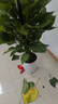 愛(ài)優(yōu)尚大葉綠蘿柱盆栽客廳大型綠植辦公室內除甲醛凈化空氣綠籮源頭直發(fā) 曬單實(shí)拍圖