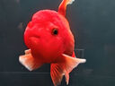 AMTRA TECHNIK德國(guó)安彩壁掛過(guò)濾器ex650魚缸過(guò)濾器烏龜?shù)退粌羲o音 EX650 標(biāo)準(zhǔn)版【內(nèi)含濾材】 曬單實(shí)拍圖