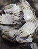 梭子蟹鮮活特大野生舟山大螃蟹海鮮新鮮冷凍海蟹水產(chǎn)飛蟹白蟹順豐 3-5兩/只 【凈重3斤舟山梭子蟹】 曬單實(shí)拍圖
