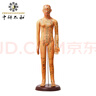 中研太和人體針灸模型經(jīng)絡穴位中醫(yī)全身十二經(jīng)絡銅人模特圖小人扎針練習小皮人數(shù)字定位可扎針款 女模型練習 曬單實拍圖