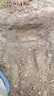 美科錳鋼鐵鍬農(nóng)用大鐵锨松土翻地錳鋼鐵鏟戶外挖土植樹鋼鍬工兵鏟 大號(hào)尖頭錳鋼鐵鍬 曬單實(shí)拍圖