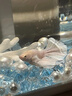 百綸木千順豐包郵 泰國斗魚觀賞魚小型魚室內(nèi)小魚缸可養(yǎng)迷你熱帶魚活魚 【順豐發(fā)貨】*粉白半月公1條 曬單實拍圖