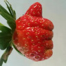 王婆家老壇菜四川土壇什錦泡菜農(nóng)家老母水泡蘿卜豇豆辣椒仔姜重慶特產(chǎn)泡菜罐裝 泡什錦  混合裝800g*1罐 曬單實(shí)拍圖