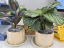 墨一綠植盆栽室內(nèi)桌面花卉植物 青蘋(píng)果竹芋+奶油色棒棒花盆 源頭直發(fā) 曬單實(shí)拍圖