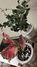植導(dǎo)引力綠植小盆栽懶人吸水盆室內(nèi)桌面好養(yǎng)植物綠蘿發(fā)財(cái)樹(shù)多款任選 長(zhǎng)壽花+早安吸水盆 曬單實(shí)拍圖