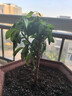 齊哲夜來香花卉盆栽四季開花濃香型室內(nèi)陽臺型驅(qū)蚊蟲 夜來香5年大苗(原土發(fā)貨)【芳香驅(qū)蚊】 曬單實(shí)拍圖
