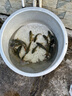 千峰劍魚竿手竿套裝釣魚竿裝備全套一套超輕溪流桿短節(jié)海竿品牌漁具用品 4.5m +3.6米+釣魚禮包 曬單實(shí)拍圖