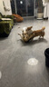 伯納天純生鮮小型犬中大型犬糧深海御鮮三文魚泰迪比熊幼犬成犬糧2kg/4斤 曬單實(shí)拍圖