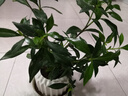 八芽小葉梔子花盆栽開花植物室內(nèi)桌面茶幾好養(yǎng)花卉綠植辦公室凈化空氣 小葉梔子花-陶瓷豎紋盆 帶盆栽好 曬單實(shí)拍圖