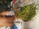 重瓣太陽花苗宿根混色植物綠植花卉盆栽四季開花帶根帶花苞發(fā)貨 重瓣混色18-24色 100枝 帶根 曬單實(shí)拍圖
