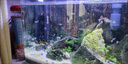 寵小俠純種孔雀魚(yú)觀賞魚(yú)好養(yǎng)耐活淡水小型魚(yú)熱帶魚(yú)鳳尾熱帶魚(yú)小魚(yú)苗 練手孔雀2-3cm15條（10送5備損） 曬單實(shí)拍圖