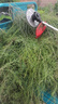 德力西電動割草機家用除草機草坪修剪機大功率鋰電多功能打草機割草神器 【旗艦款】背負式12AH無刷割草機 【中國500強企業(yè)】全新官方正品 曬單實拍圖