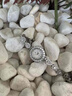 DR【官方正品】星空系列女士輕奢石英表ins風(fēng)滿(mǎn)鉆送女友送老婆禮物 6818星空白 曬單實(shí)拍圖