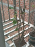 旺之春海棠花盆栽樹(shù)苗盆景重瓣老樁庭院綠植物室內(nèi)花卉四季開(kāi)花好養(yǎng) 12西府海棠 八年老樁【四季循環(huán)開(kāi)花】帶土帶葉發(fā)貨 不含盆 曬單實(shí)拍圖