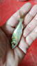 花鰱魚(yú)苗批發(fā)胖頭魚(yú)鰱鳙淡水魚(yú)苗批發(fā)附近本地冷水觀賞魚(yú)次日達(dá)自來(lái)水養(yǎng)不死的魚(yú)雄魚(yú)麻鰱大頭魚(yú)苗 30條5-7厘米花鰱魚(yú)苗【多發(fā)10%防損】 曬單實(shí)拍圖