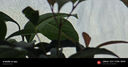 FOTORGEAR手機(jī)演唱會2x長焦微距鏡頭適用蘋果1516promax小米15u/vivox200ultra拍攝神器三星S25u攝影增倍鏡 【17MM螺口】2x長焦增倍鏡 +微距鏡組 曬單實拍圖