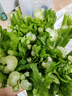京鮮生山東新鮮大西芹凈重4.5斤榨汁現(xiàn)挖芹菜鮮嫩蔬菜 去半葉源頭直發(fā) 曬單實(shí)拍圖