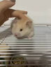 ANIMALOG倉鼠感冒專用藥金絲熊兔子小寵特效急救眼睛發(fā)紅噴嚏咳嗽四肢無力 1瓶裝【吃完好】不傷愛寵 曬單實(shí)拍圖